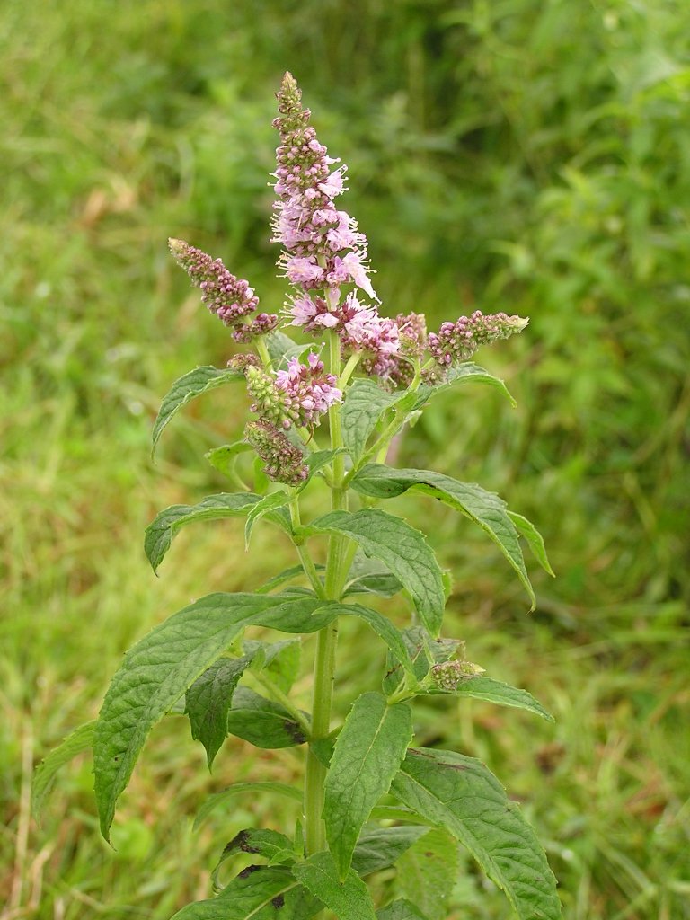 Menta