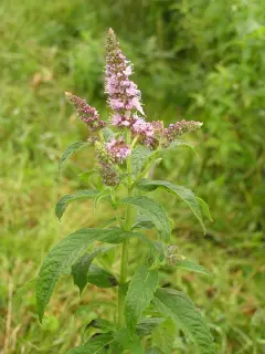Menta