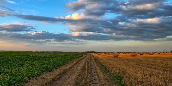 Focus sur Agriculture Brain, la solution d’Alibaba Cloud pour faciliter l’accès à l’IA et au cloud aux agriculteurs