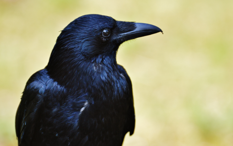 Google obligé d'arrêter son service de livraison par drone à cause d'attaques de corbeaux protégeant leur nid