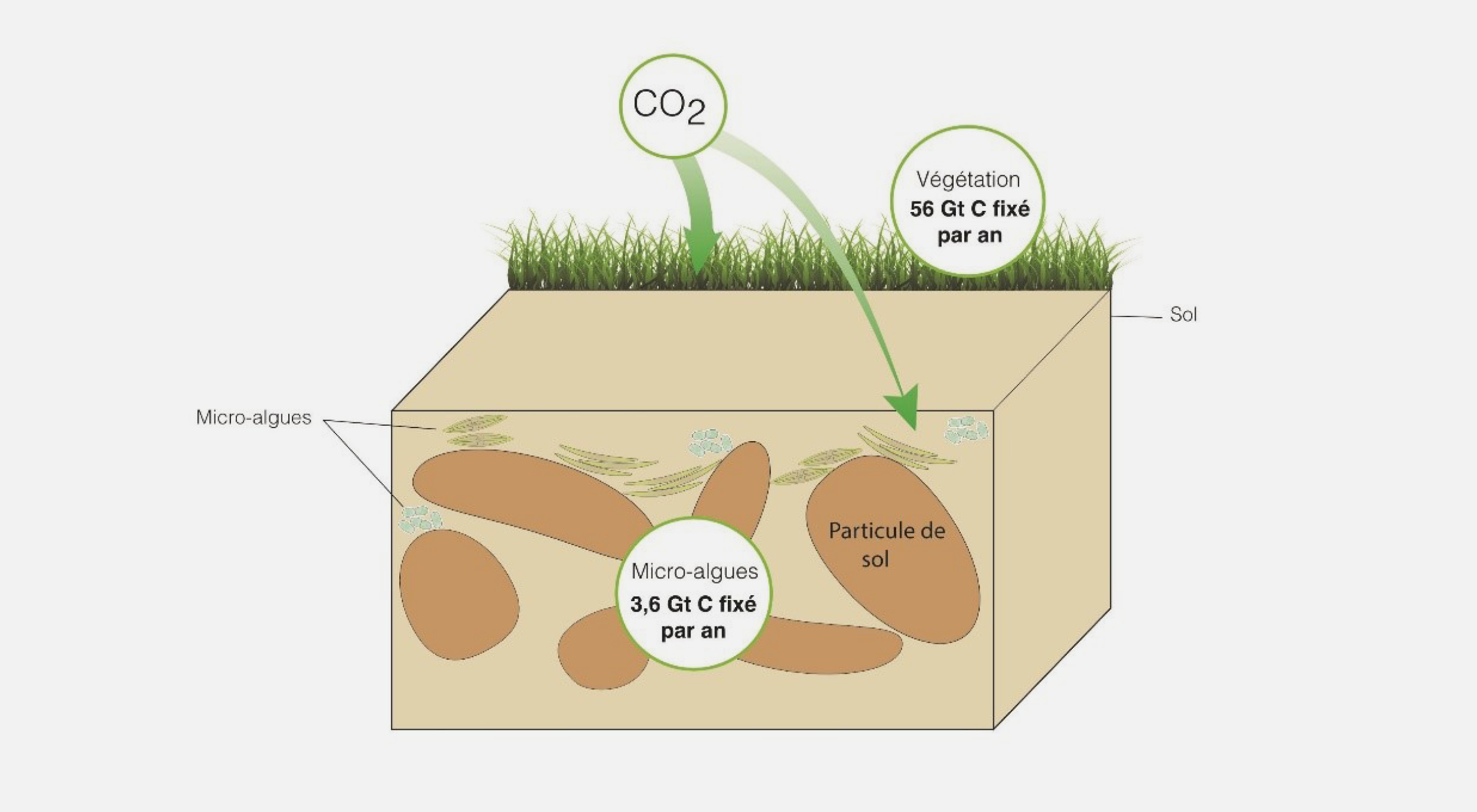 The importance of the role of terrestrial algae in the carbon cycle