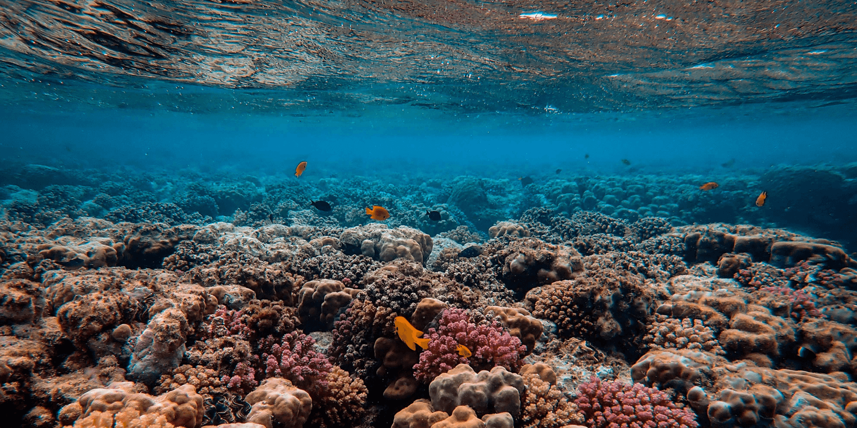 Study analyzes the relationship between the aesthetic score assigned to coral fish and their conservation status using CNNs