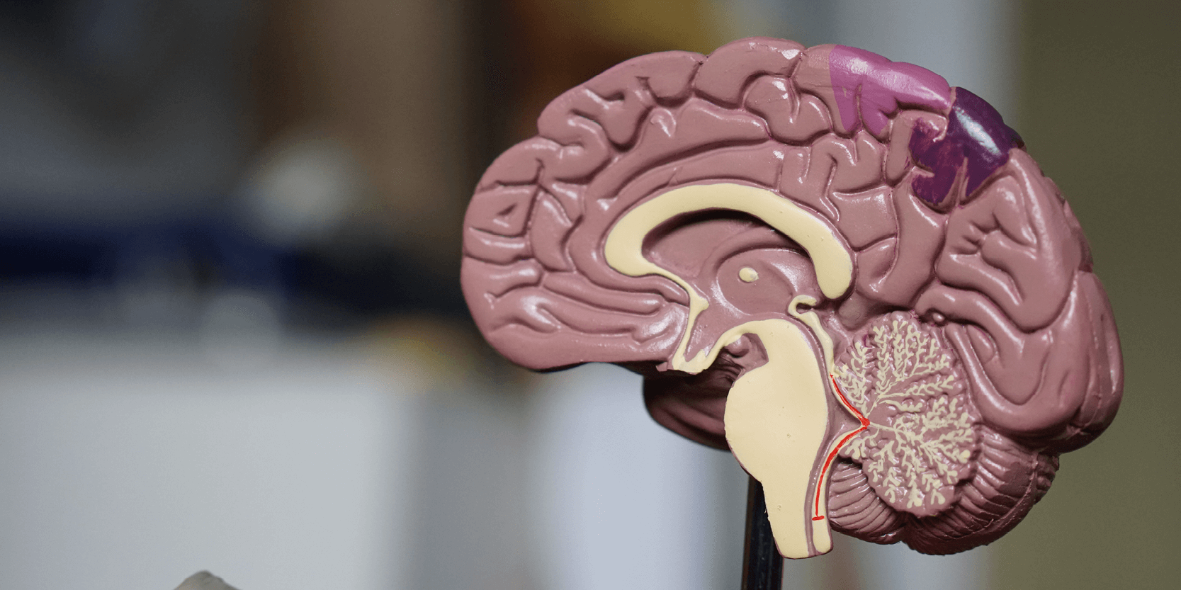 Neuroscience: understanding communication flows in the brain through machine learning