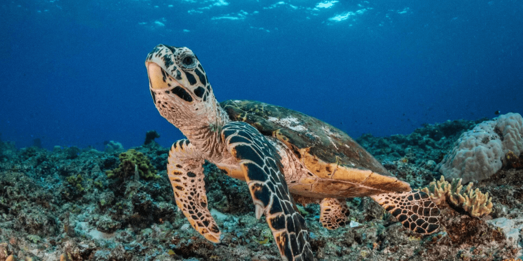 Machine learning: DeepMind and Zindi join forces for turtle conservation in a challenge