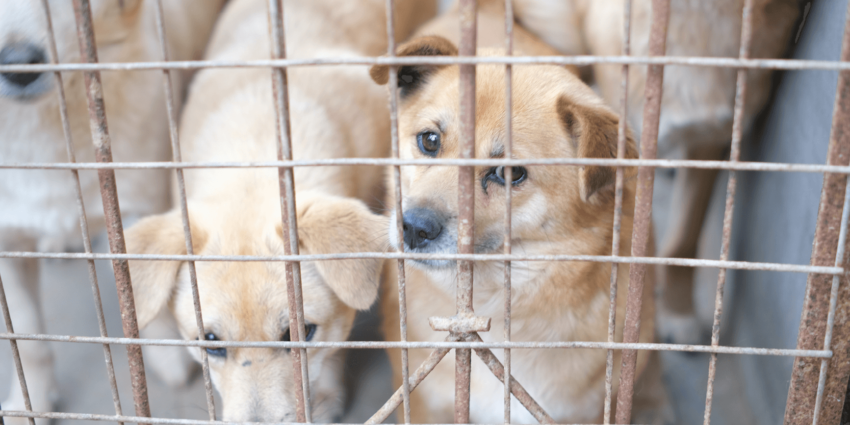 AI and animal welfare: when AI helps stop the illegal pet trade
