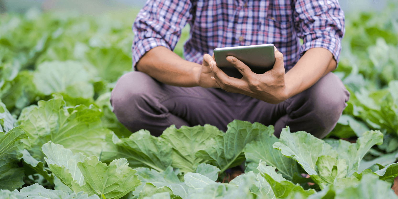 Lancement du PEPR « Agroécologie et numérique » doté d'une enveloppe de 65 millions d'euros
