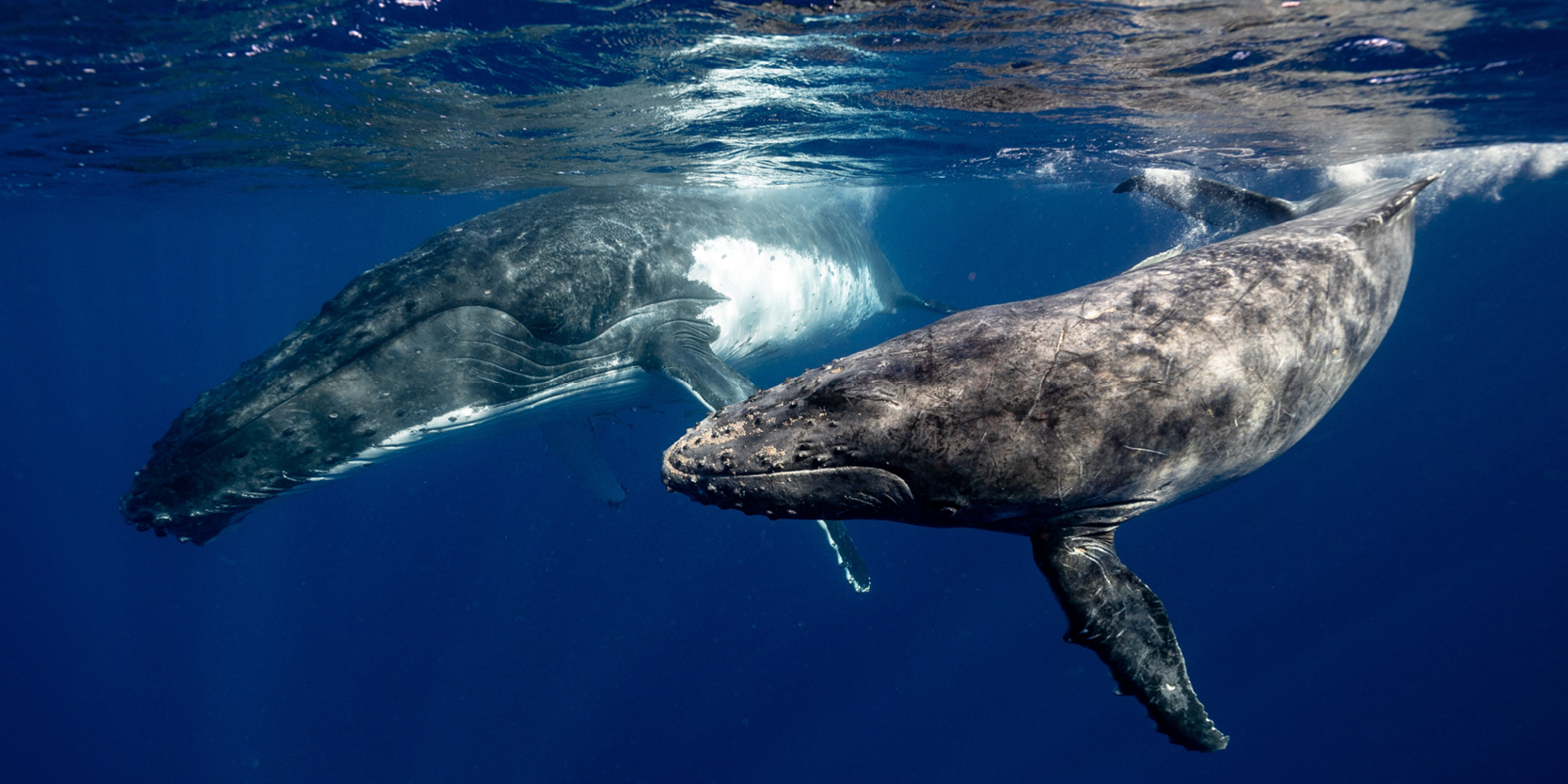 IA et biodiversité : lancement du projet LIFE-SEADETECT visant à protéger les grands cétacés