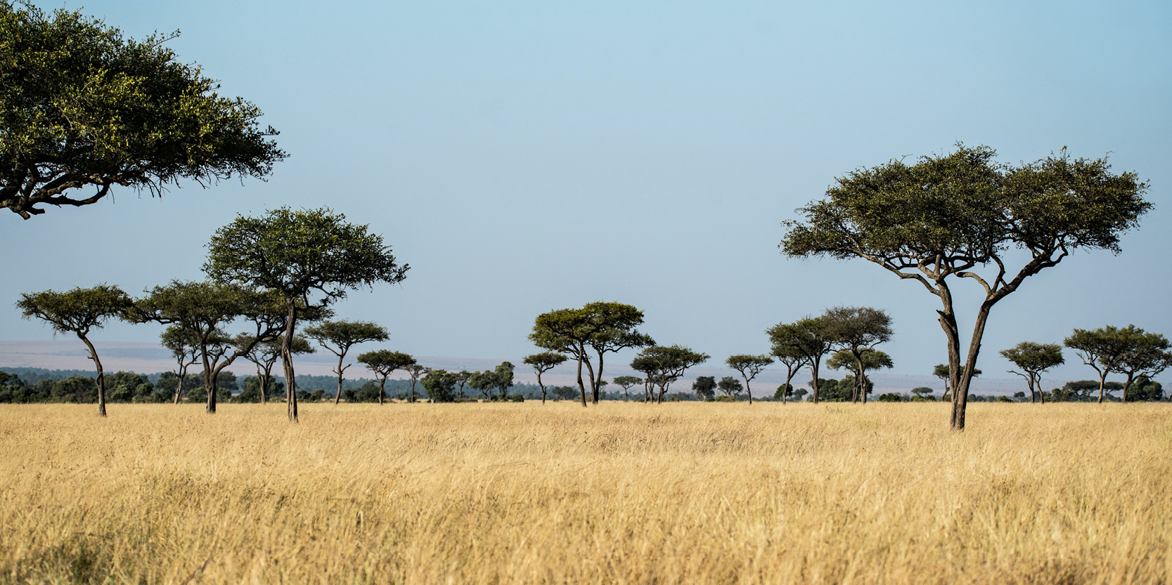 Les stocks de carbone des 10 milliards d’arbres des régions sèches d’Afrique sub-saharienne estimés grâce au deep learning