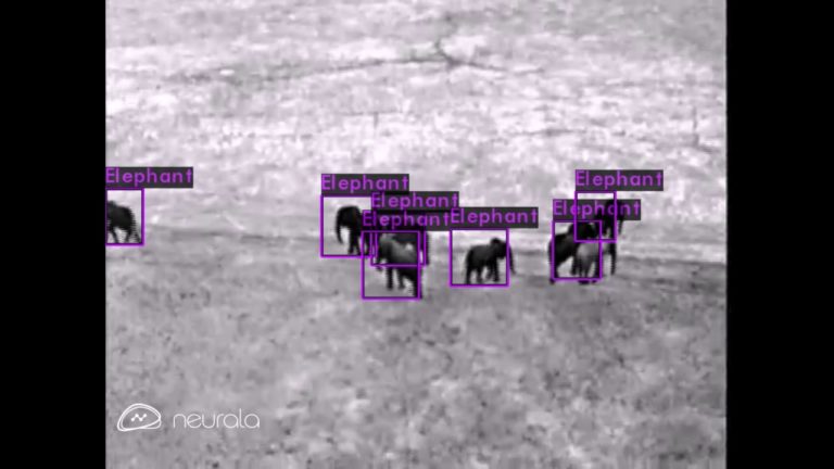 Neurala, l’intelligence artificielle qui, associée à des drones, aide à préserver la faune