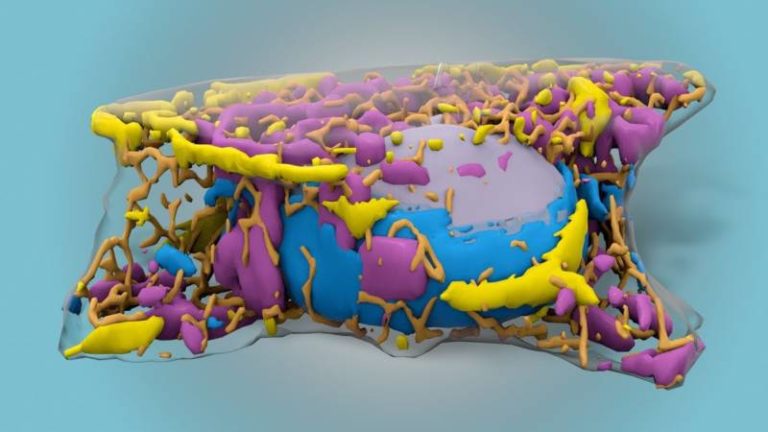 La Allen Integrated Cell permet de créer un modèle 3D des cellules humaines