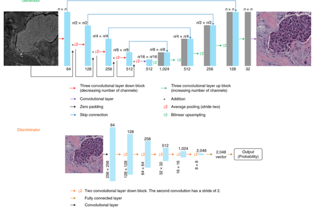 UCLA histopathologie 2