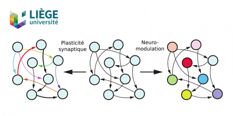Des chercheurs de l’Université de Liège présentent un algorithme basé sur la neuromodulation