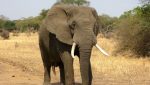 Une informaticienne de l'université de Bath a développé un algorithme permettant de surveiller le nombre d'éléphants restant dans la savane africaine