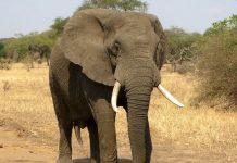 Une informaticienne de l'université de Bath a développé un algorithme permettant de surveiller le nombre d'éléphants restant dans la savane africaine