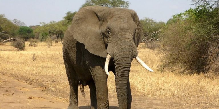 How artificial intelligence can help fight the extinction of African elephants