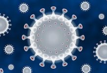 étude modèle machine learning classifier cibles lymphocytes T phagocytose gain temps ressources