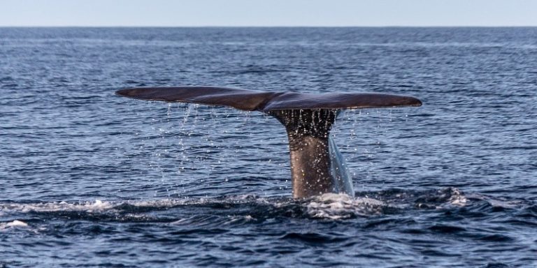 The CETI project: understanding the language of sperm whales using artificial intelligence tools