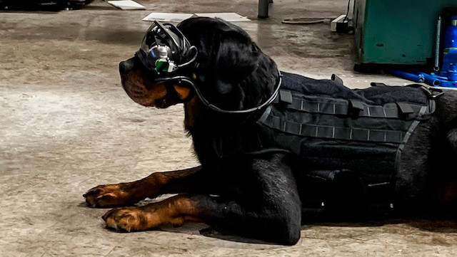 chien réalité augmentée Command Sight, Inc.