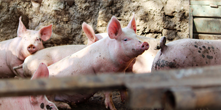 Animal Welfare: Researchers have developed an algorithm that translates pig vocalizations
