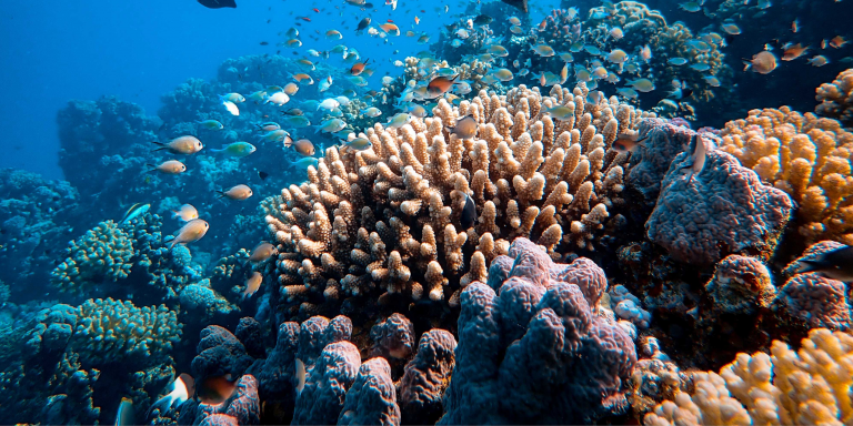 Des scientifiques de l’Université de Buffalo créent des modèles 3D de coraux pour protéger les récifs coralliens