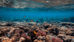 Une étude analyse le lien entre le score esthétique attribué aux poissons coralliens et leur statut de conservation grâce aux CNN