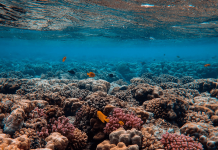 Une étude analyse le lien entre le score esthétique attribué aux poissons coralliens et leur statut de conservation grâce aux CNN