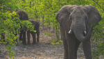 Botswana : l'intelligence artificielle pour atténuer le conflit homme-éléphant
