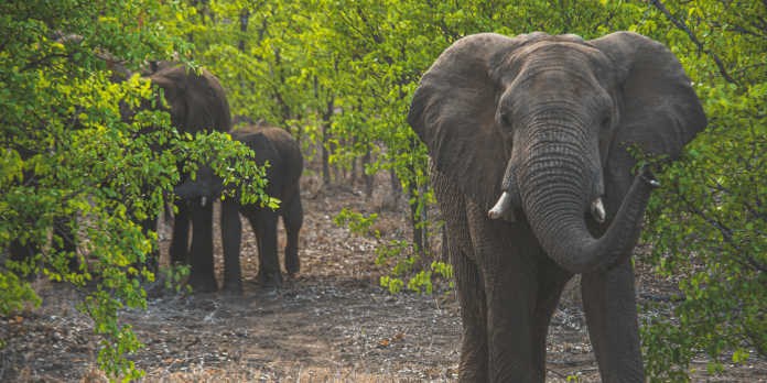 Botswana : l'intelligence artificielle pour atténuer le conflit homme-éléphant