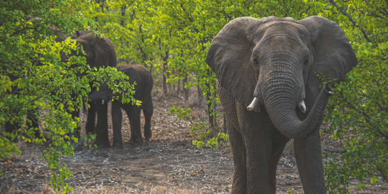 Botswana: artificial intelligence to mitigate human-elephant conflict