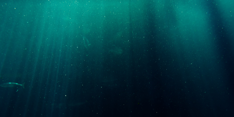 Le machine learning et des caméras sous-marines pour prédire la répartition mondiale du zooplancton