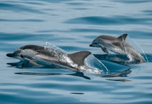 Dauphins Sautant De L'océan