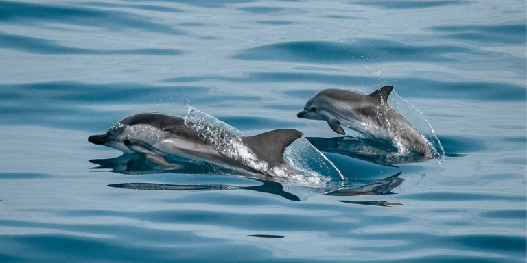 Nouvelle-Zélande : l’intelligence artificielle vient au secours des dauphins de Māui