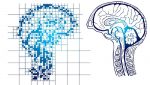 Cerveau humain et restitution numérique