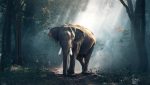 Un éléphant dans une clairière